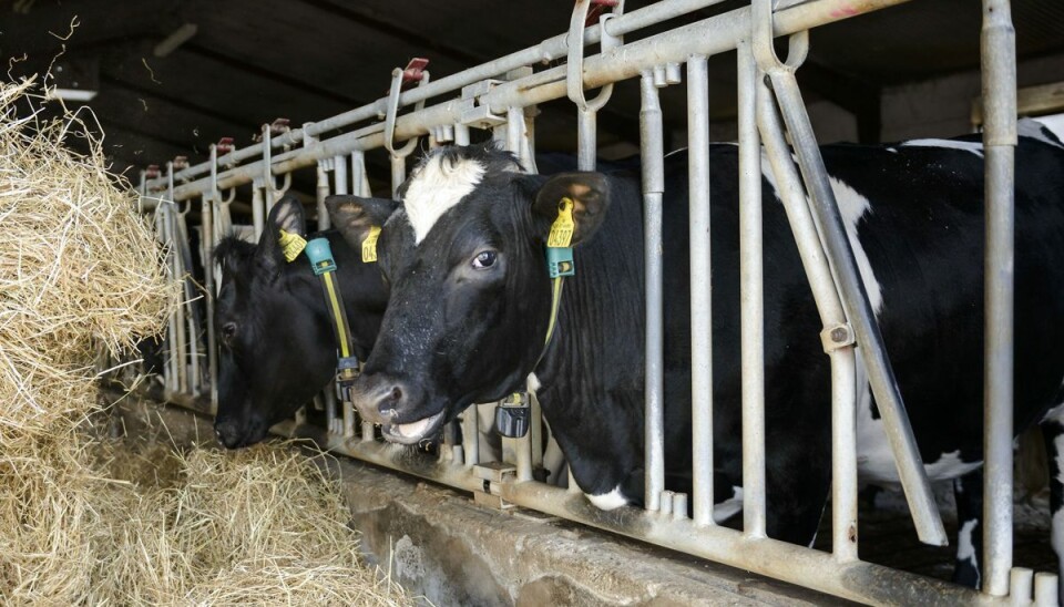 Ukrainske landbrugselever kommer til Danmark på falske papirer, afslører fagblad. Ukrainske landbrugselever kommer til Danmark på falske papirer, afslører fagblad.