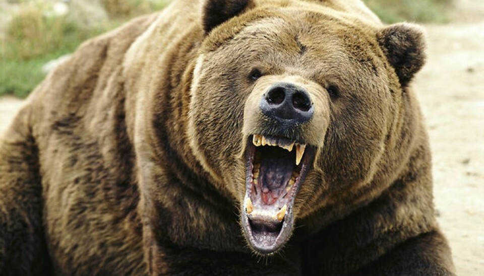 En grizzlybjørn gik tirsdag til angreb på en kvindelig cykelist, som var på camping.