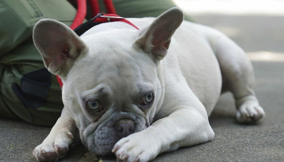 42 hundehvalpe af racen fransk bulldog er alle blevet solgt ulovligt, hævder anklagemyndigheden. To mænd og en kvinde er tiltalt for de ulovlige salg. To af de tiltale er også anklaget for dokumentfalsk. Retten i Svendborg tager torsdag hul på sagen. (Arkivfoto).