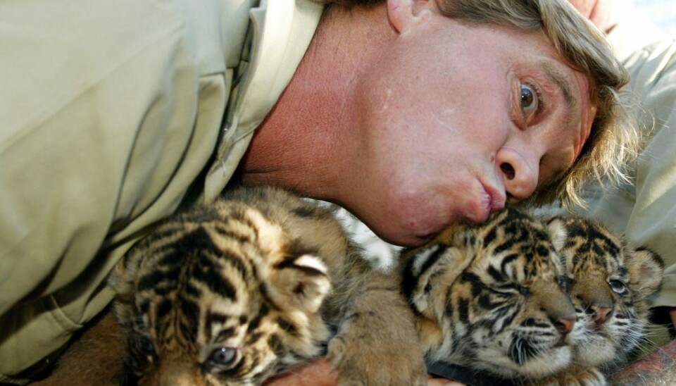 Krokodillejageren Steve Irwin var kendt for at kaste sig ud i groteske situationer med vilde dyr. En af dem blev hans død