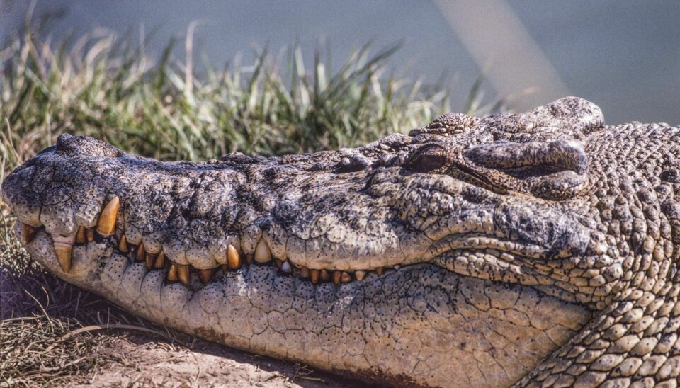 En saltvandskrokodille i solen ved en sø i det nordlige Australien. Antallet af saltvandskrotokodiller er eksploderet i Australiens 'croc country', hvor de har været fredet siden 1971, og der har i de seneste år været en stigning i antallet af angreb.