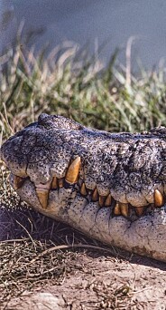 Advarer mod krokodiller