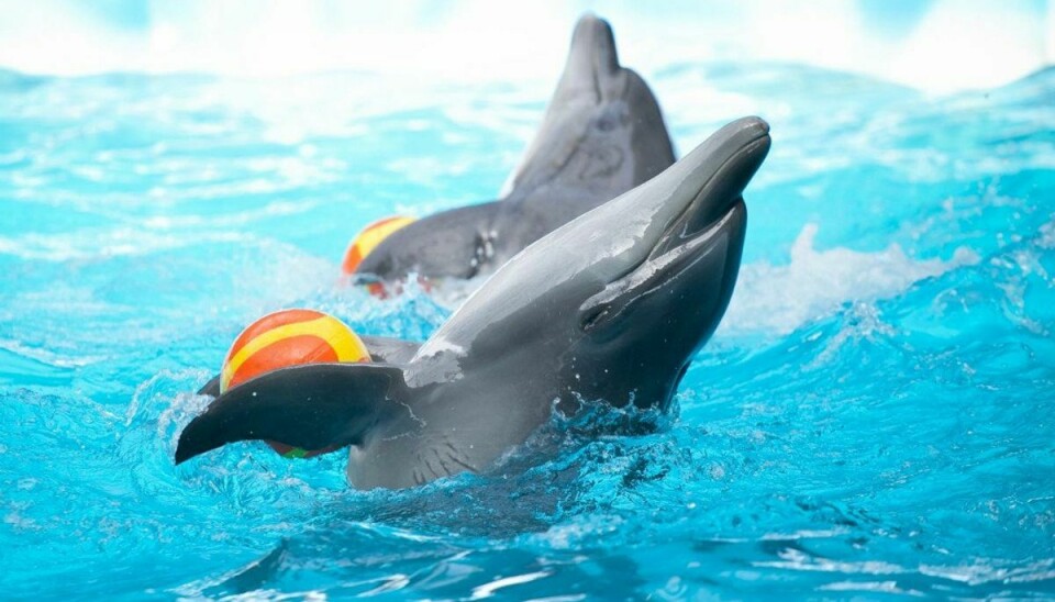 Slut med delfiner som smilende klovne med badebolde, når verdens største rejsebureau, Expedia dropper delfinarier efter pres fra world Animal Protection.