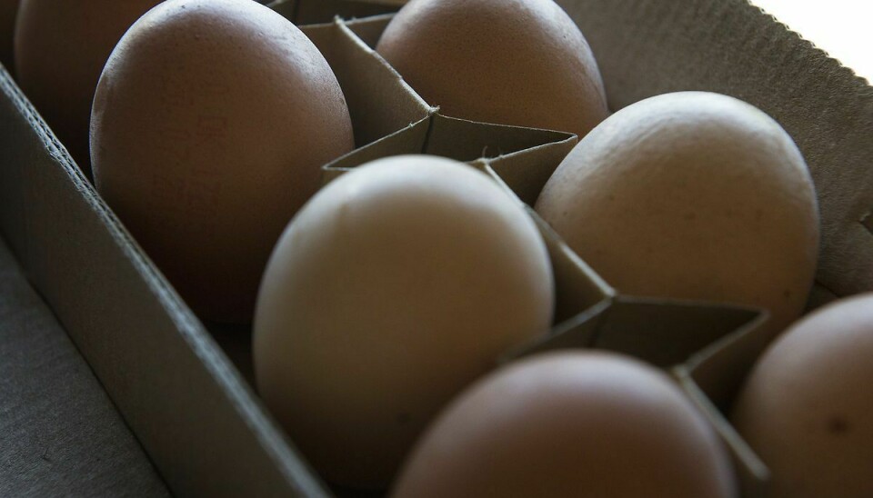Æg tilbagekaldes på grund af mistanke om salmonella