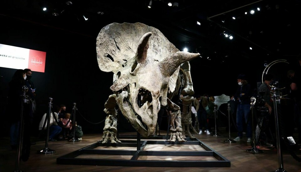 Skelettet er over 60 procent intakt og består blandt andet af et over to meter bredt kranie.