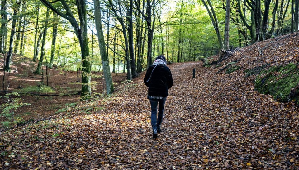 Det bliver en flot dag, hvor der er gode muligheder for en tur i skoven for de fleste Det bliver en flot dag, hvor der er gode muligheder for en tur i skoven for de fleste