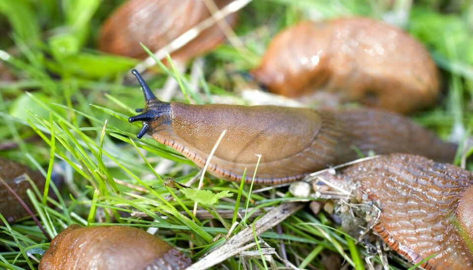 Dræbersneglene pibler frem i foråret, men allerede nu kan du finde snegleæg og nyudklækkede snegle i din have. Derfor kan det være en god idé at holde øje med dem i haven. (Arkivfoto).
