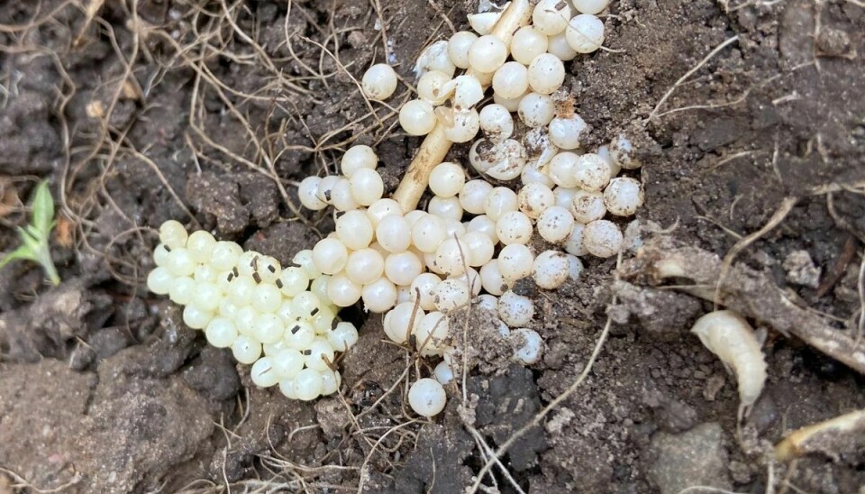 Dræbersneglens æg kan kendes på deres kridhvide farve. De er kun 3-4 millimeter i diameter og vil oftest gemme sig lidt under jorden eller under potter og andre fugtige steder med skygge.