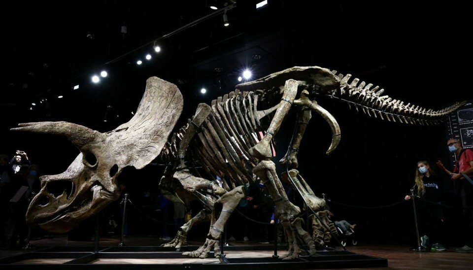 Skelettet af den let genkendelige triceratops er omkring 66 millioner år gammelt.