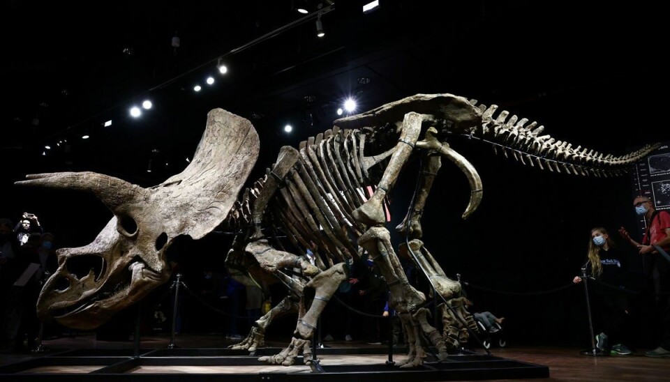 Skelettet af den let genkendelige triceratops er omkring 66 millioner år gammelt.