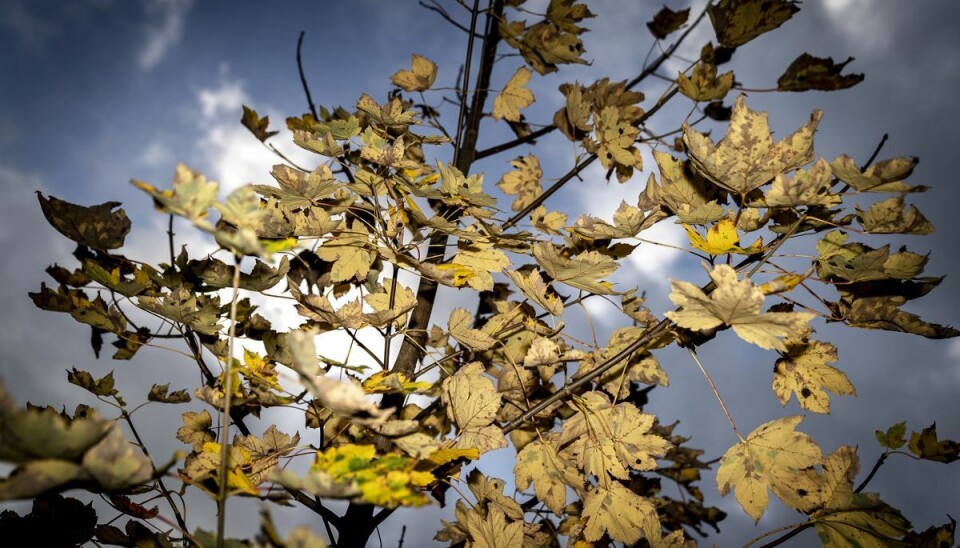 I november skal der lukkes ned for sæsonen, pakkes væk og frostsikres inden vinteren - og så småt tages de første spadestik inden næste års havesæson. Læs her, hvad du konkret skal gøre. (Arkivfoto). I november skal der lukkes ned for sæsonen, pakkes væk og frostsikres inden vinteren - og så småt tages de første spadestik inden næste års havesæson. Læs her, hvad du konkret skal gøre. (Arkivfoto).