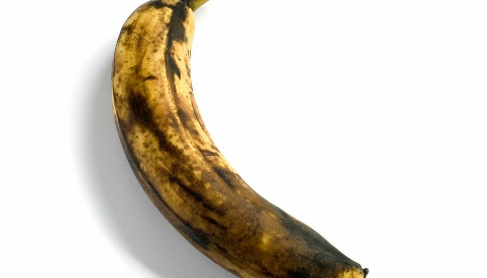 En moden eller en overmoden banan er ikke mere sund end en grøn banan. Men sukkerindholdet kan være højere.