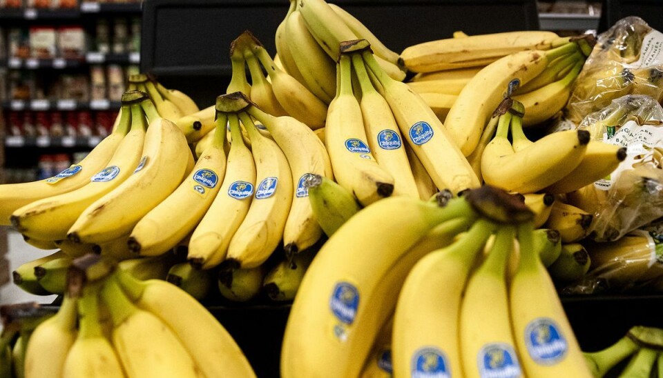 Bananer betegnes som frugt - men i botanikkens verden er der tale om et bær. Bananer betegnes som frugt - men i botanikkens verden er der tale om et bær.