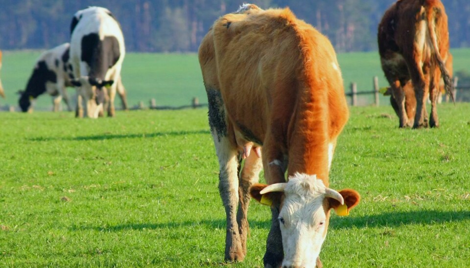Hvis man ønsker at reducere mængden af udledt metan i verden, skal man kigge på køer, på en eller anden måde.