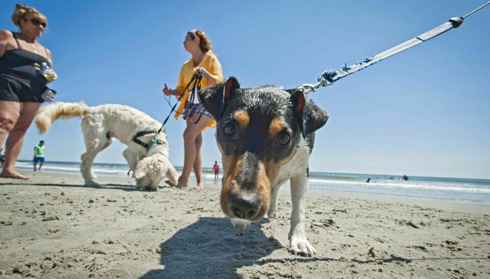 I sommerhalvåret skal hunde altid være i snor på stranden. (Arkivfoto)
