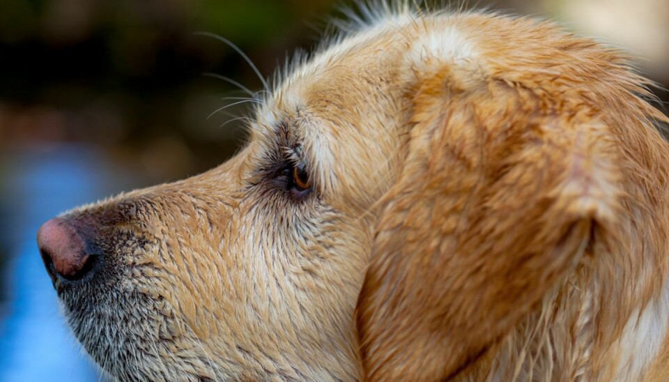 Ifølge advarslerne skal hundeejere være særligt opmærksomme på at få gjort rent efter deres hunde, hvis de går på toilettet i offentligheden.