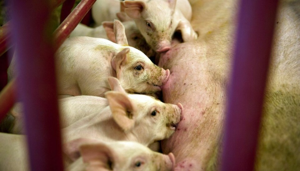 DanBred arbejder inden for grisegenetik og sælger avlsdyr og sæd til store dele af verden og havde sidste år en omsætning på 1,2 milliarder kroner. Landsbrugsorganisationen Landbrug