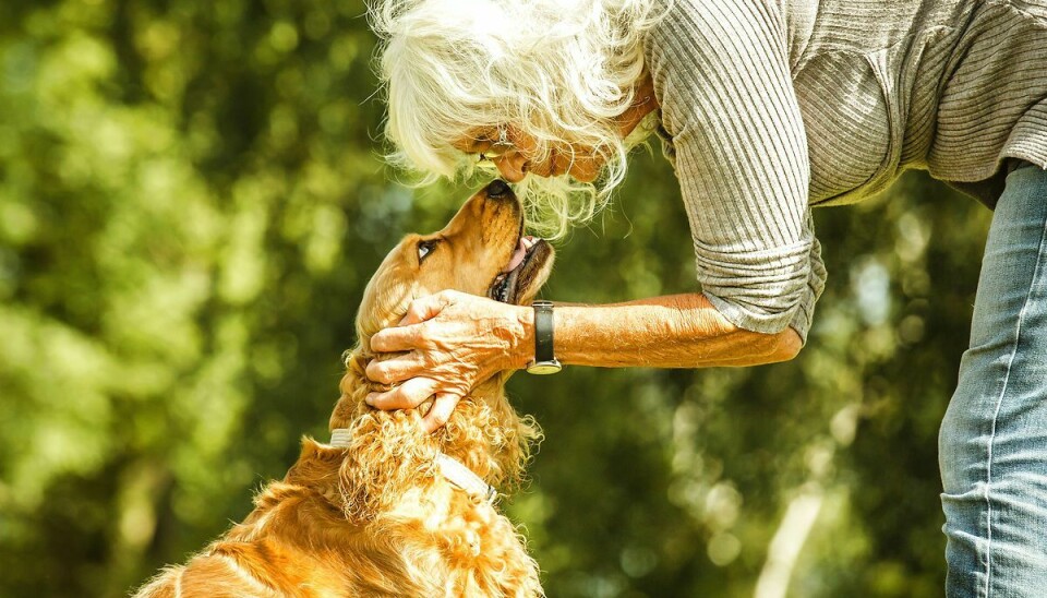 Cocker Spaniel er på listen over de mest populære hunde blandt seniorer.