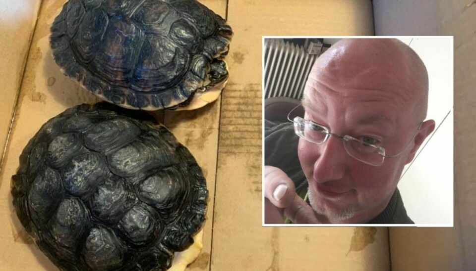De to skildpadder blev fundet af en ung pige, som fik dem sendt videre til Solens Venner