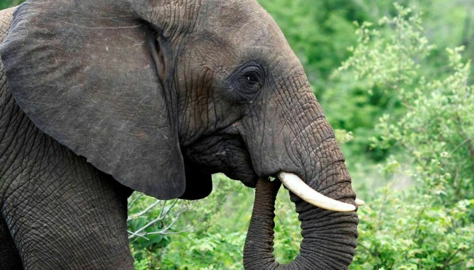 En 27-årig mand er blevet dræbt af en elefant, der stak stødtænderne i ham. Foto: REUTERS/Mike Hutchings/File Photo