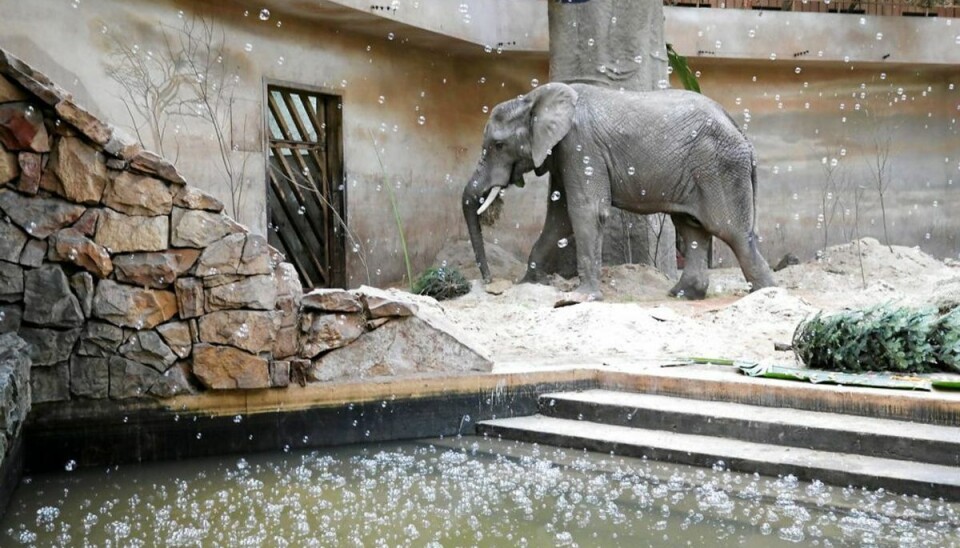 Elefanter i zoo skal sniffe hash
