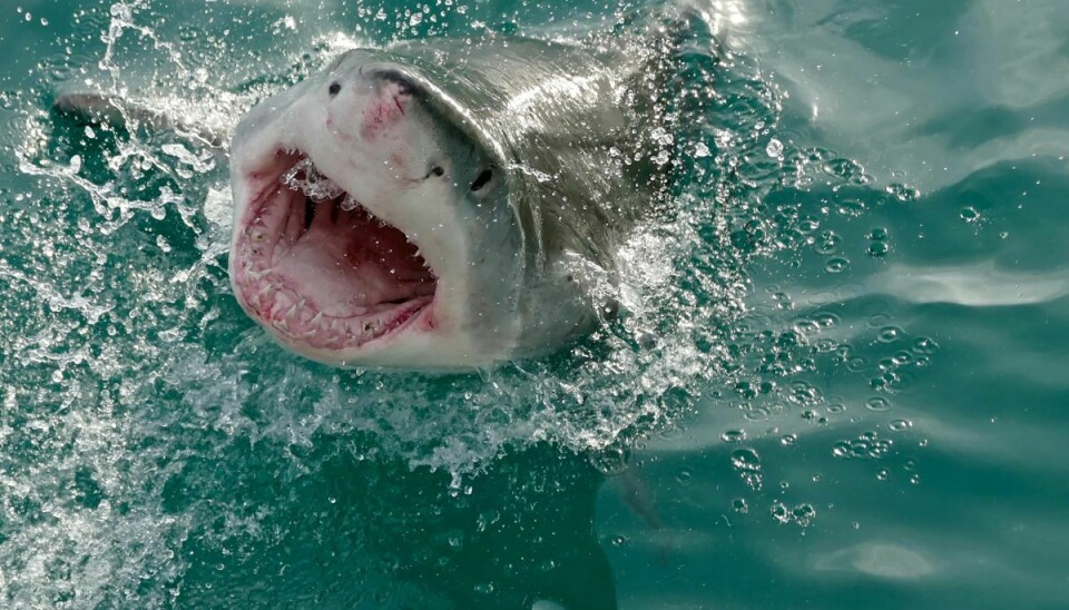 Ifølge flere eksperter kan den hvide haj meget vel være at finde i dansk farvand i fremtiden.
