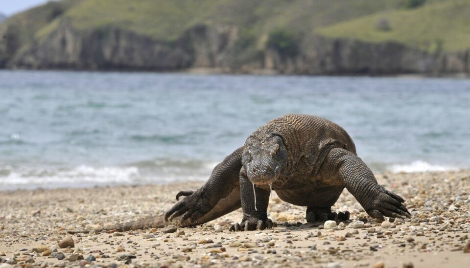 Risikerer at uddø En komodovaran søger efter bytte på stranden på Komodo-øen i Indonesien, der er kendt for sin bestand af dette truede dyr. (Arkivfoto)