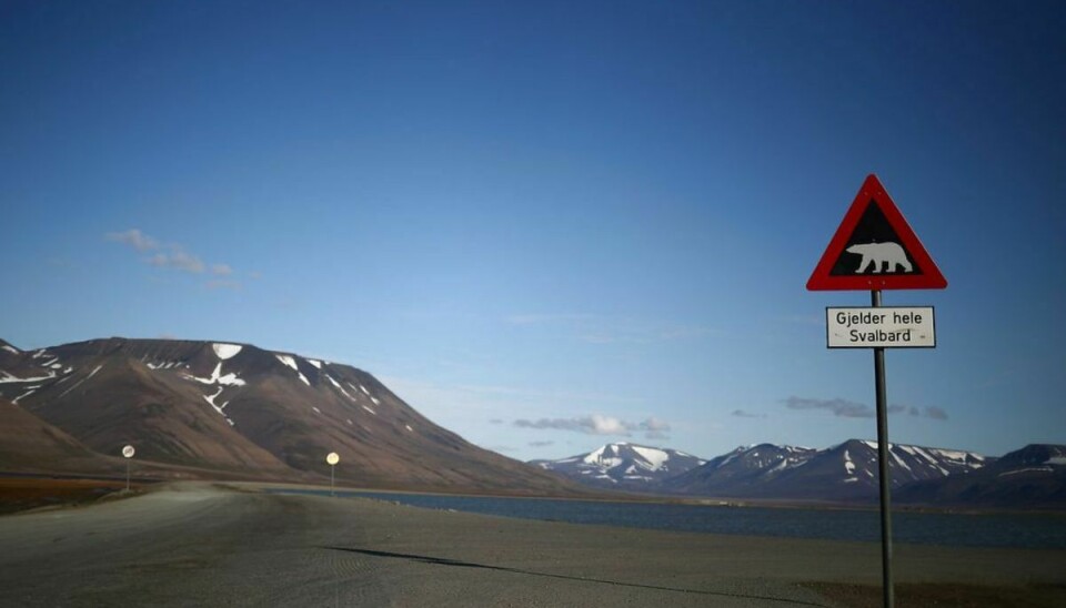 Det er ikke første gang, en isbjørn har dræbt et menneske på Svalbard. Foto: HANNAH MCKAY/Ritzau Scanpix