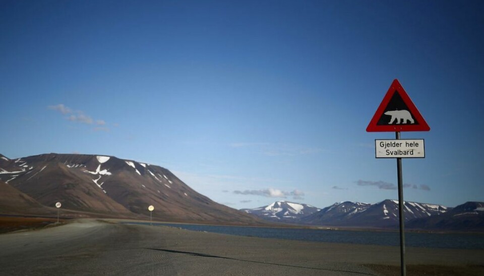 Dræbt af isbjørn Det er ikke første gang, en isbjørn har dræbt et menneske på Svalbard. Foto: HANNAH MCKAY/Ritzau Scanpix