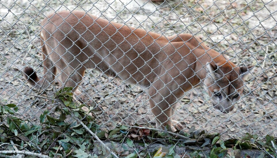 En vild amerikansk puma udså en femårig dreng som sit bytte. Så gik moren amok. En vild amerikansk puma udså en femårig dreng som sit bytte. Så gik moren amok.