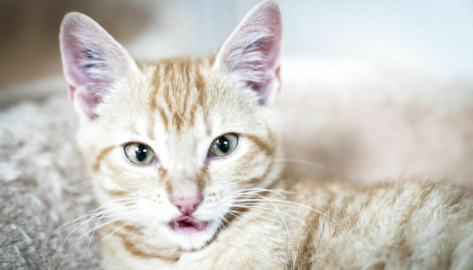 Hvis en kat bliver ramt af loppeallergi, skal den leve med allergien resten af livet.