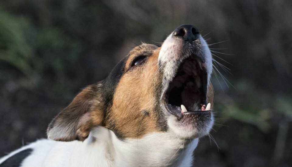 Det værste du kan gøre for at få din hund til at stoppe med at gø, er at råbe ad den. Det forstærker faktisk bare adfærden, siger dyrlæge Malthe Emil Høtbjerg Hansen. (arkivfoto)