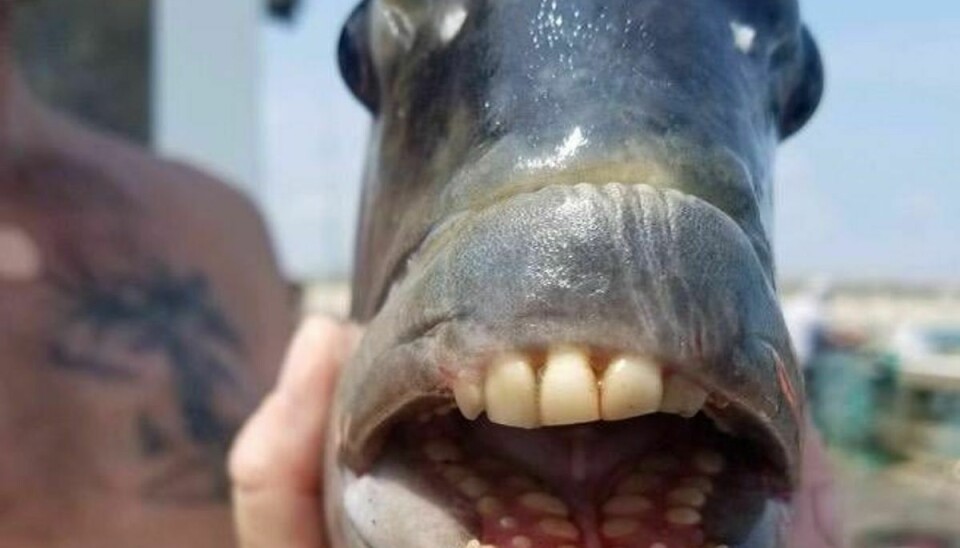 Sig ‘Appelsin’! Sidste uge gik et foto af fisken, hvis tænder ligner menneskers, viralt på Facebook.