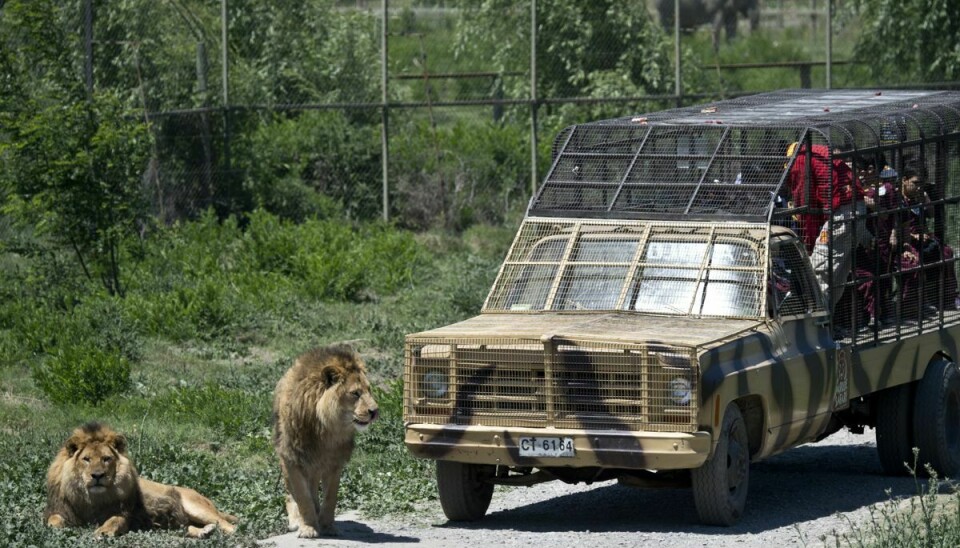 Safariparken i Rancagua i Chile er den eneste af sin art i landet, hvor gæster kan køre rundt mellem løver, tigre og andre vilde dyr. (Arkivfoto)