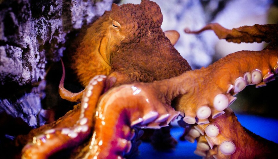Blæksprutten Otto i Den Blå Planet har fået en donation over en halv million kroner.
