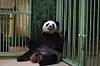 Her ses pandaen Huan Huan, kort tid før hun fødte to unger natten til mandag. Huan Huan, der betyder lykke på kinesisk, er udlånt til Frankrig af Kina.