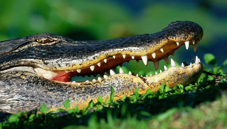 En 32-årig mand trampede på en alligator og forsøgte at smide den op på taget af en cocktailbar. Foto: Brian Sytnyk/Masterfile/Ritzau Scanpix