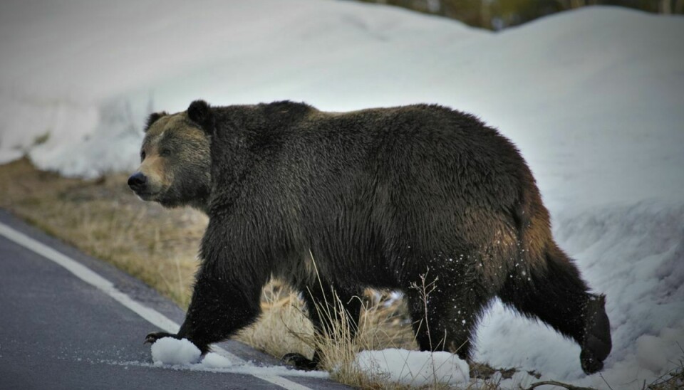 Grizzlybjørne er almindelige i området i det vestlige Alaska - navnligt om sommeren. Ifølge sundhedsmyndighederne i den amerikanske delstat blev der registreret 66 bjørneangreb på mennesker mellem 2010 og 2017. Ti personer blev dræbt ved angrebene. (Arkivfoto)