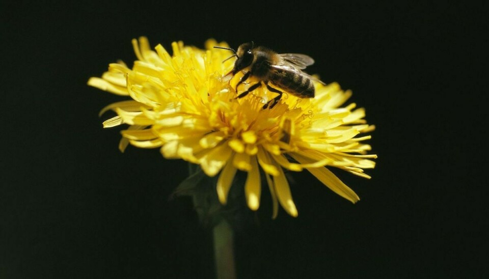 Hvepsene bliver særligt aggressive i slutningen af sommeren, når de har skaffet føde til boets larver. Er du hvepseallergiker, skal du være særligt opmærksom. Foto: JOHNER IMAGES