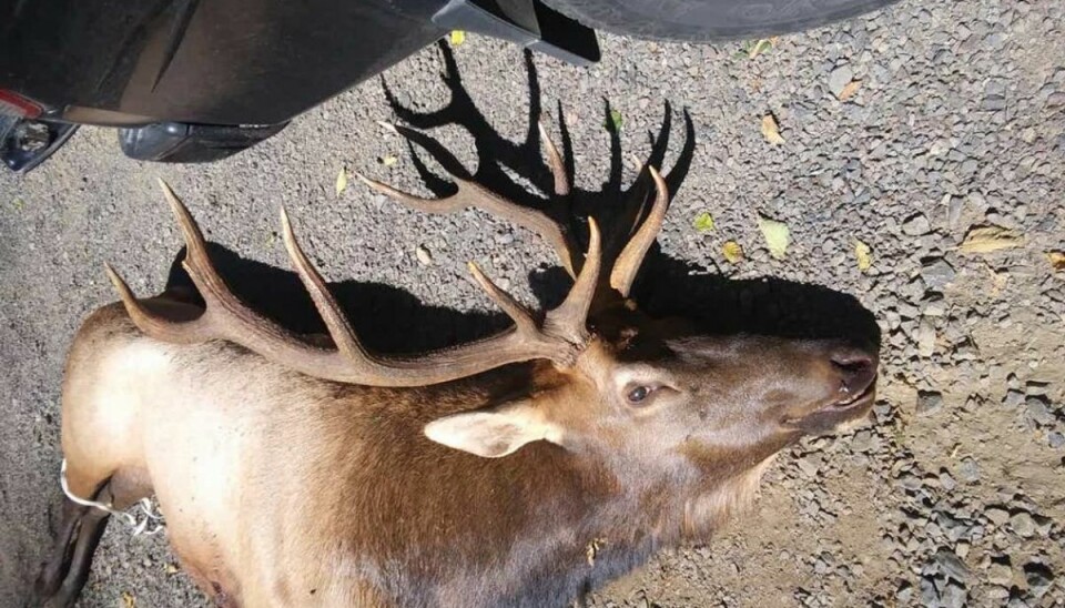 Kronhjort tog revanche over jæger Kronhjorten endte sine dage – men nåede at få sin hævn. Foto: Oregon State Police