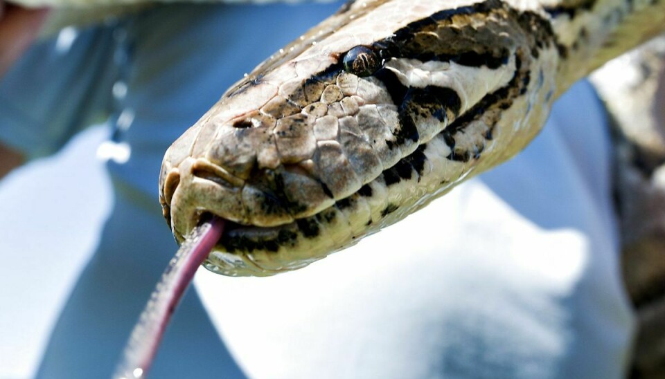 En pythonslange er stukket af fra sin ejer.