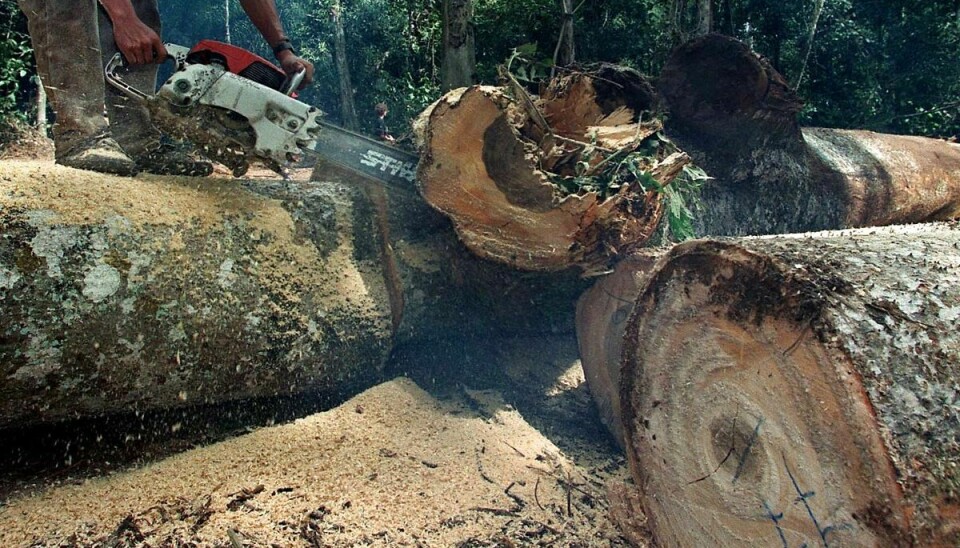 Der er givet påbud til omkring 50 virksomheder, der ikke har kunnet dokumentere træets lovlighed.