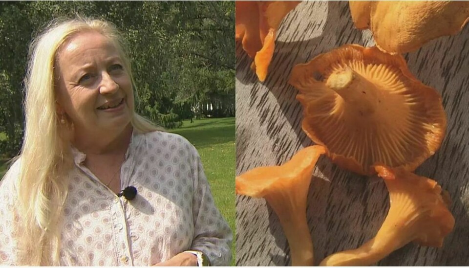 Alice Bergmann har fundet de første abrikos kantareller i Danmark