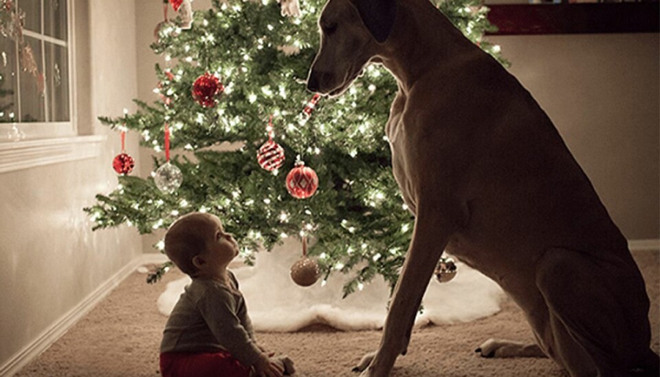 Her er fanget et smukt juleøjeblik. Foto: boredpanda.com