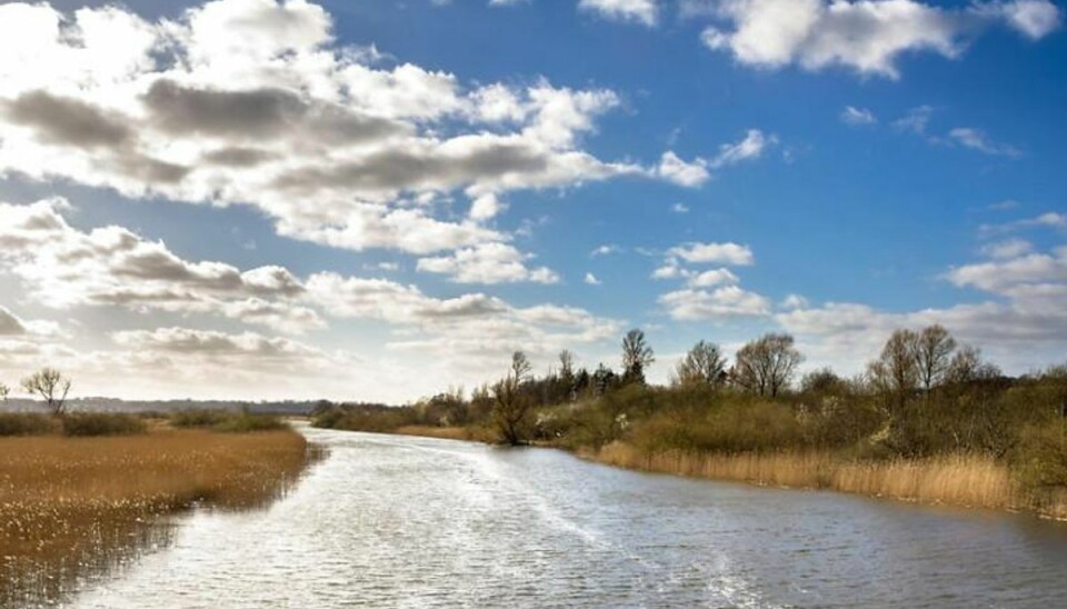 Danmark er verdens næstnest opdyrkede land, og Danmark halter bagefter andre EU-lande, når det kommer til at oprette beskyttede naturområder. Foto: Scanpix