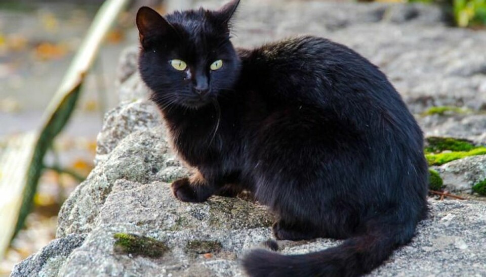 Vi lader os styre af overtro Sorte katte kan få danskere til at ændre adfærd. Foto: Scanpix/Scanpix (Modelfoto)