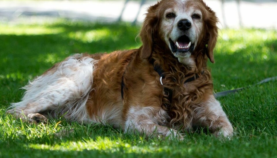 I stærk sol kan det være nødvendigt at smøre solcreme på hundens sarte steder, hvor pelsen er tynd - som under maven. (Arkivfoto)