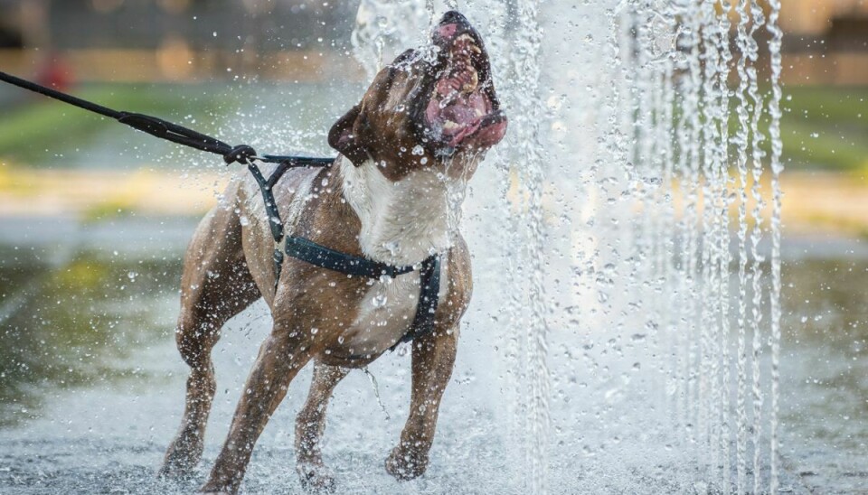 Når solen skinner, og varmen samtidig stiger, kan det være fristende at lege vandleg med din hund med vandslangen. Har din vandslange imidlertid ligget varmen, kan det resterende vand være meget varmt. Sørg derfor for at lade det varme vand løbe ud først, så din hund ikke bliver skoldet.