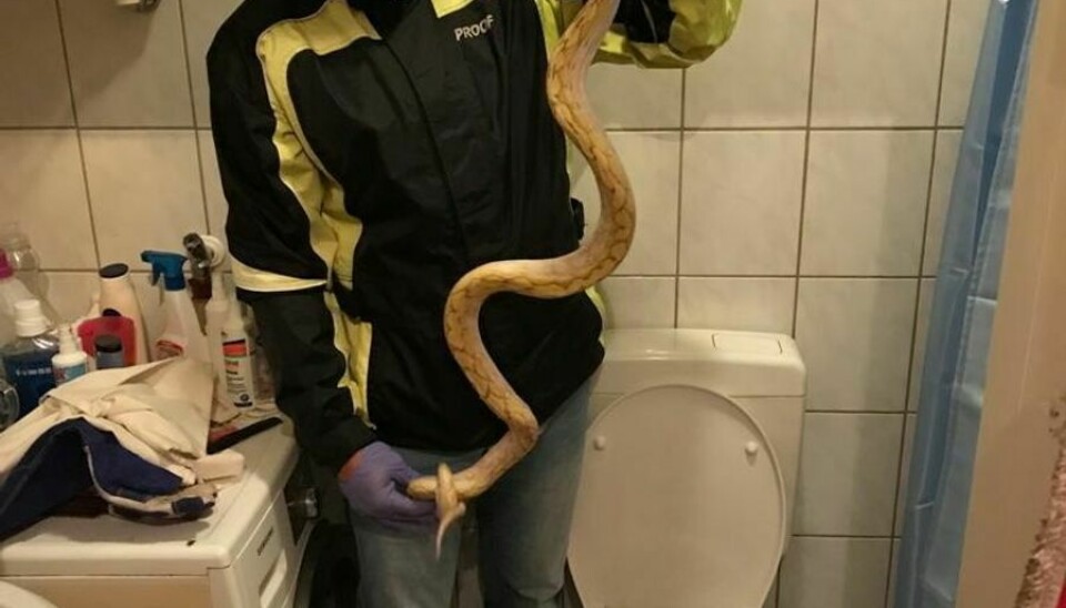 Slangeekspert Stangl afslutter her python slangens morgenbadning i toilettet.