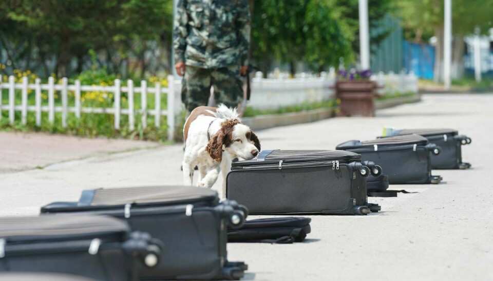Træning af politihunde i Kina. Men hundene skal lystre - ellers ryger de ud. Arkivfoto: TPG via ZUMA Press